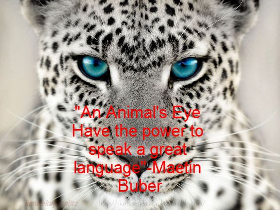 Quotes and Questions - Animalia: The Animal Kingdom