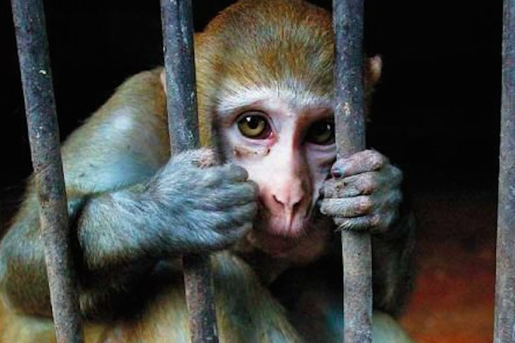 Animal Cruelty - Animalia: The Animal Kingdom